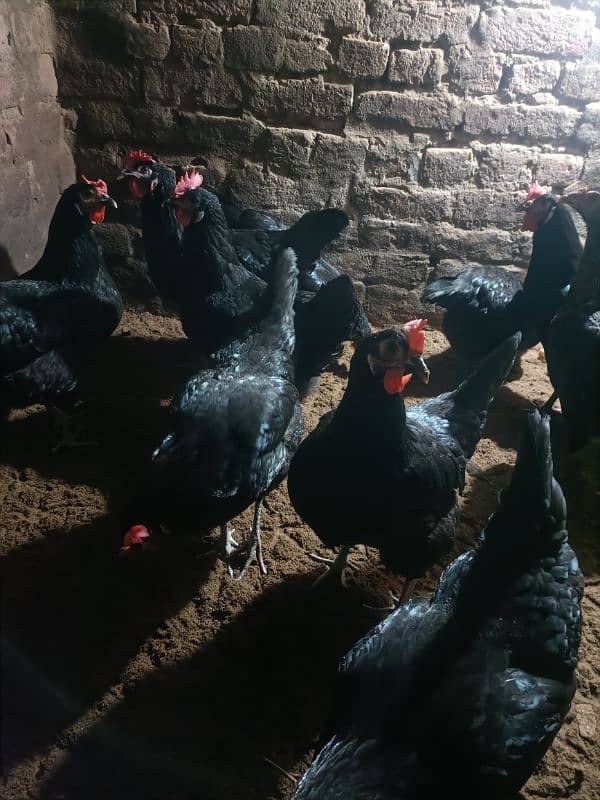 australorp hens 8