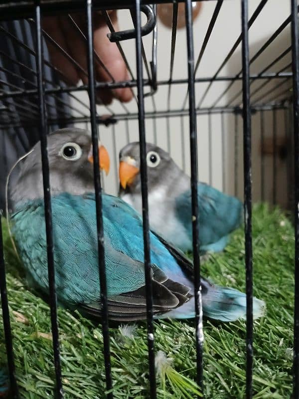 lovebirds 2