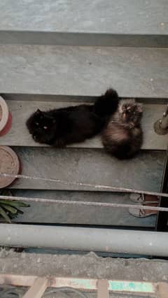 Persian female cat for sale. .