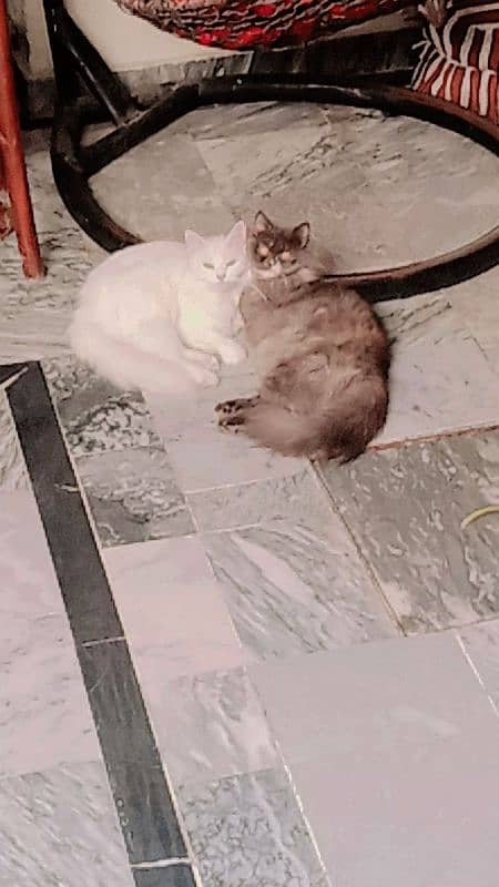 Persian female cat for sale. . 1