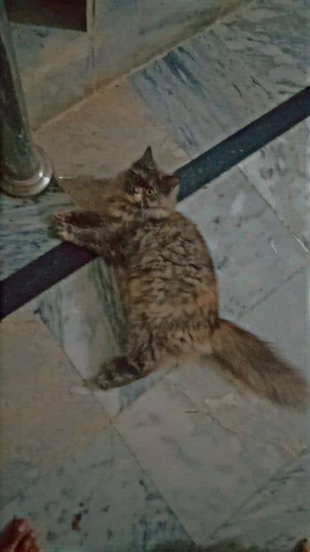 Persian female cat for sale. . 2