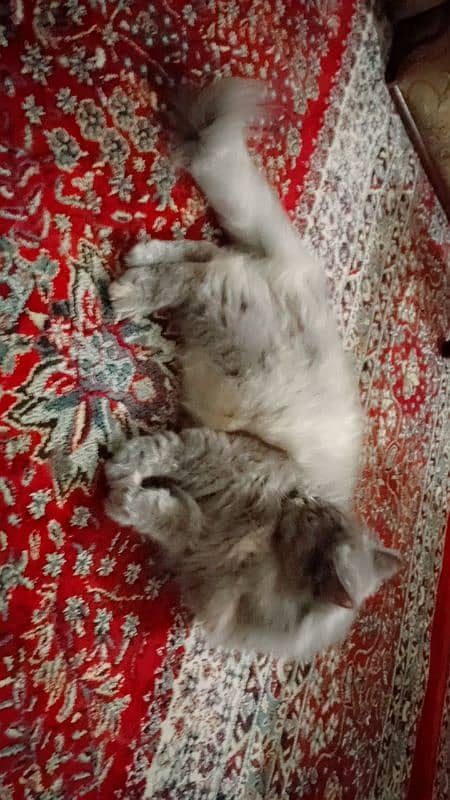 Persian female cat for sale. . 3