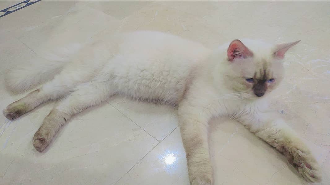 Beautiful male cat blue eyes 3