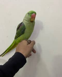 parrot for sale hande tame 03024088918