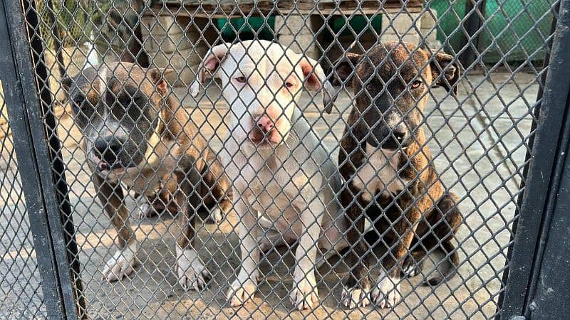 American bully adult breeder female and two female puppies for sale 2