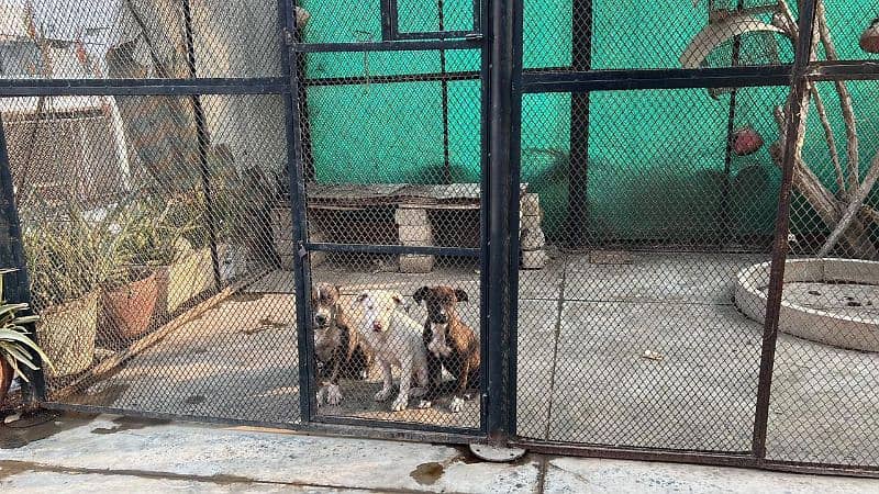 American bully adult breeder female and two female puppies for sale 5