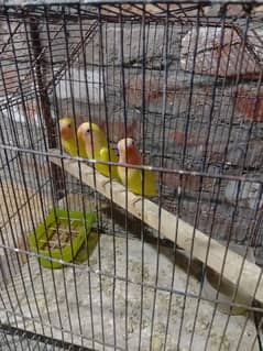 Love birds Common Latino Red eyes pathy contact WhatsApp 03274311931