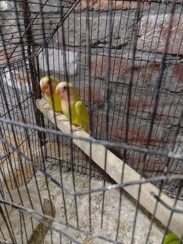 Love birds Common Latino Red eyes pathy contact WhatsApp 03274311931 2