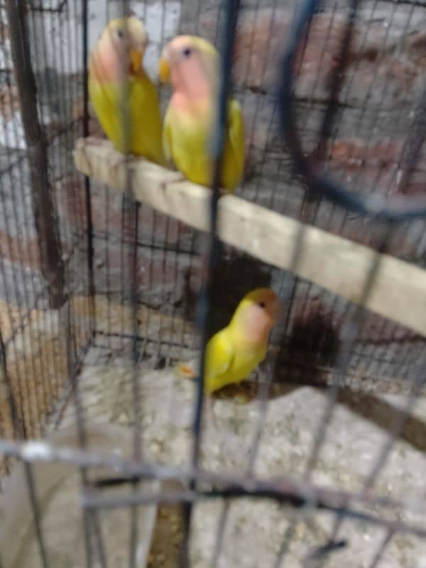 Love birds Common Latino Red eyes pathy contact WhatsApp 03274311931 3