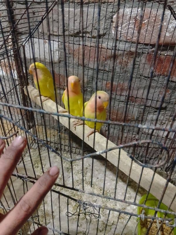 Love birds Common Latino Red eyes pathy contact WhatsApp 03274311931 4