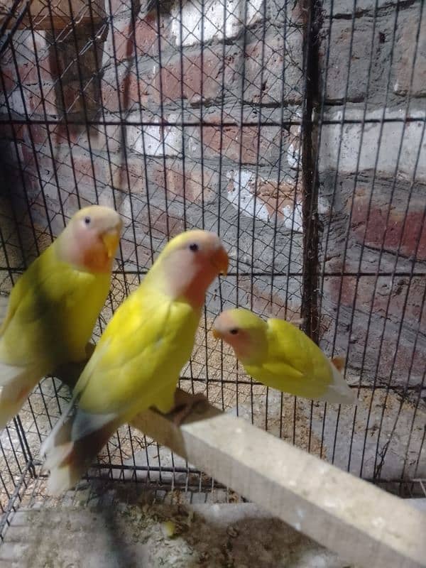 Love birds Common Latino Red eyes pathy contact WhatsApp 03274311931 5