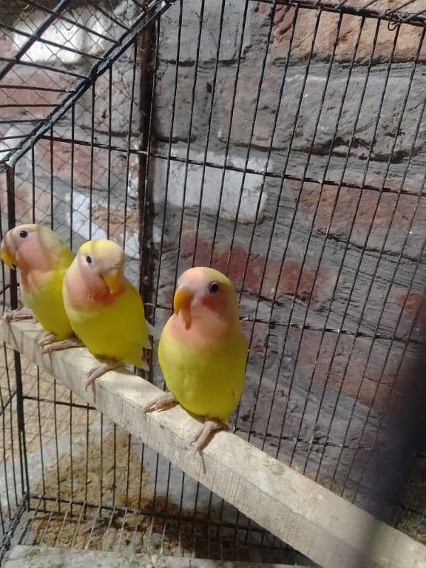 Love birds Common Latino Red eyes pathy contact WhatsApp 03274311931 6