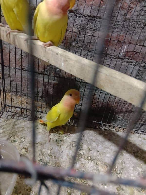 Love birds Common Latino Red eyes pathy contact WhatsApp 03274311931 7