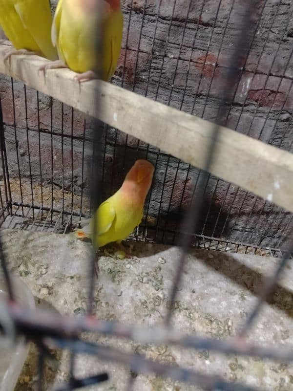 Love birds Common Latino Red eyes pathy contact WhatsApp 03274311931 8