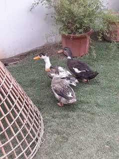 Desi ducks