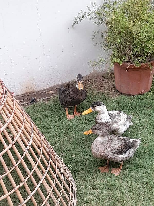 Desi ducks 1