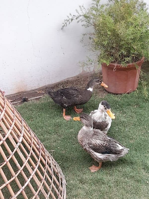 Desi ducks 2