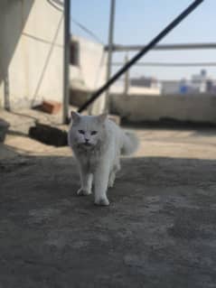 Male Persian Cat for Mating.