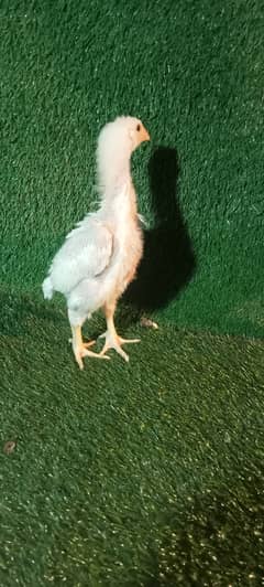 White Shamo Pair/Aseel Shamo chicks /king size/ pure /high quality hen