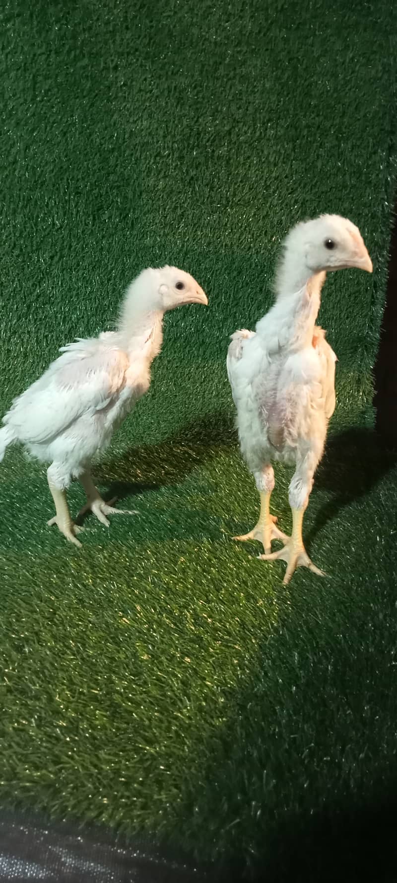 White Shamo Pair/Aseel Shamo chicks /king size/ pure /high quality hen 1