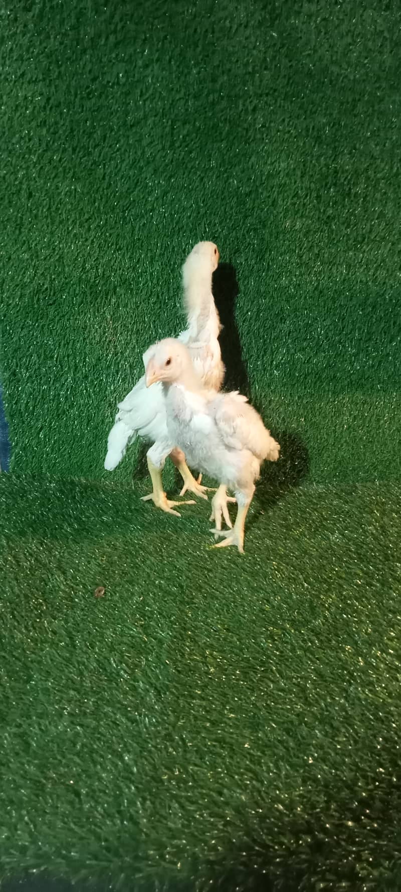 White Shamo Pair/Aseel Shamo chicks /king size/ pure /high quality hen 2