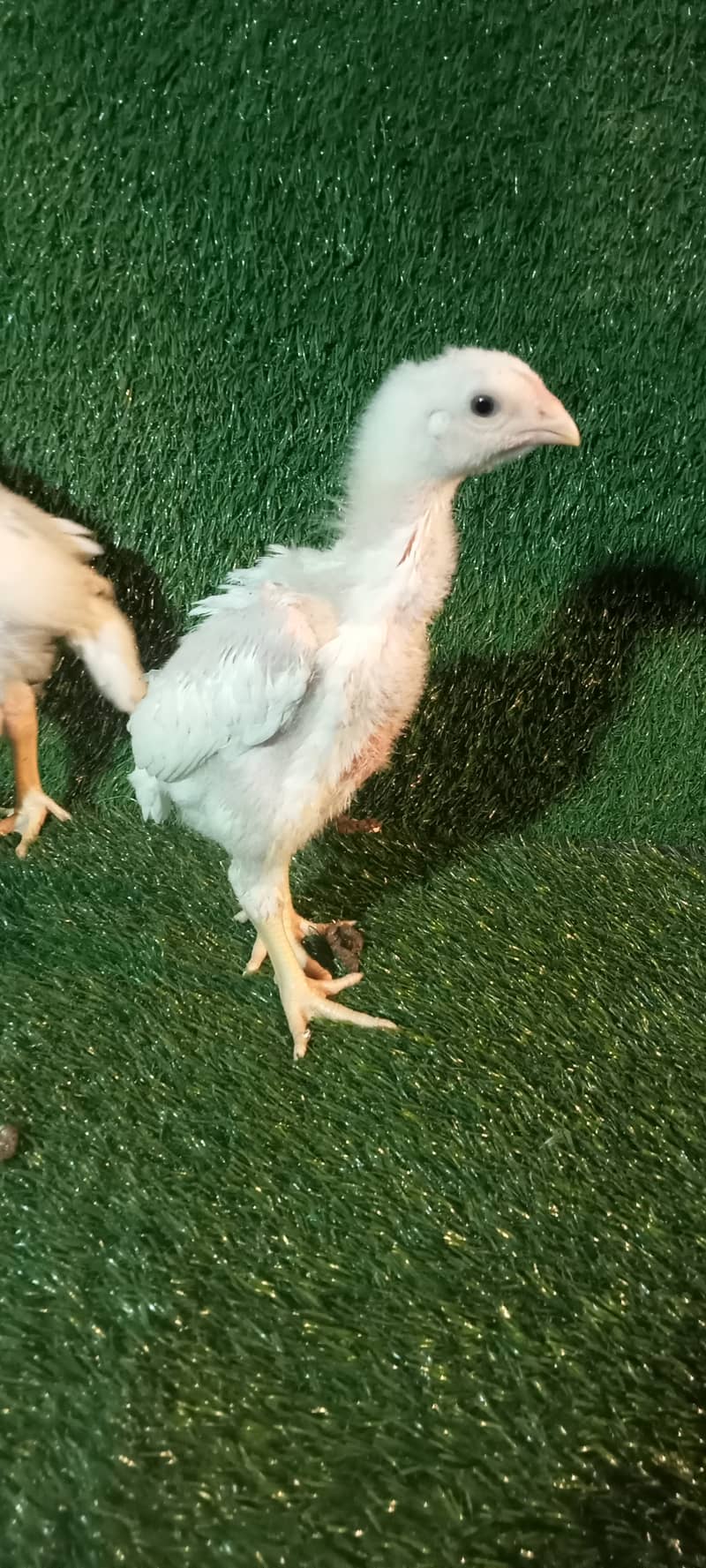 White Shamo Pair/Aseel Shamo chicks /king size/ pure /high quality hen 3