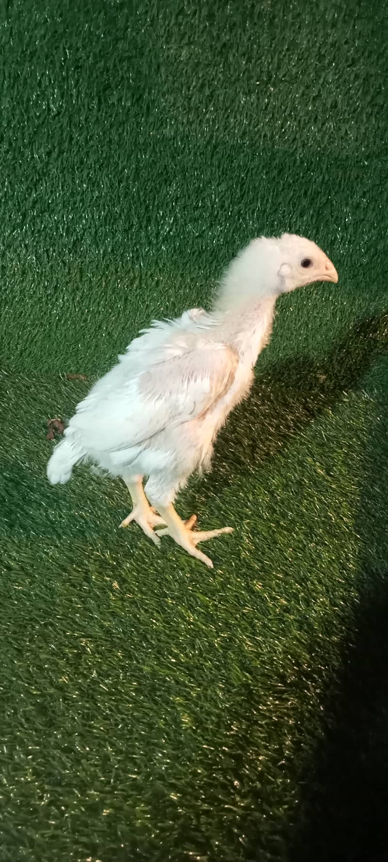 White Shamo Pair/Aseel Shamo chicks /king size/ pure /high quality hen 4