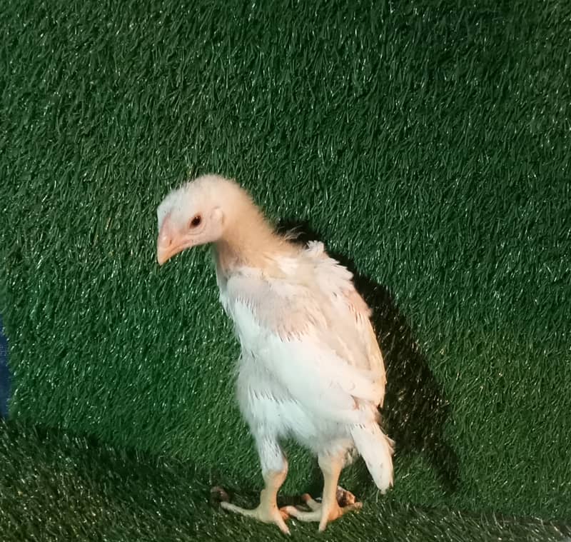 White Shamo Pair/Aseel Shamo chicks /king size/ pure /high quality hen 5