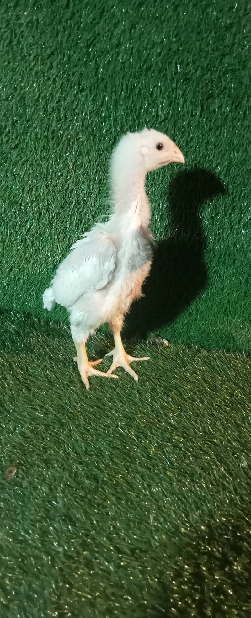 White Shamo Pair/Aseel Shamo chicks /king size/ pure /high quality hen 6