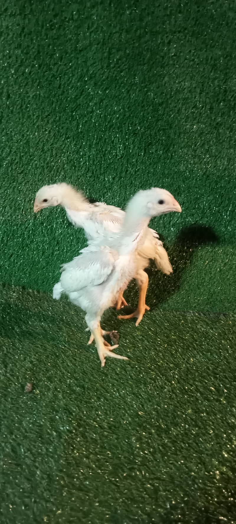 White Shamo Pair/Aseel Shamo chicks /king size/ pure /high quality hen 7