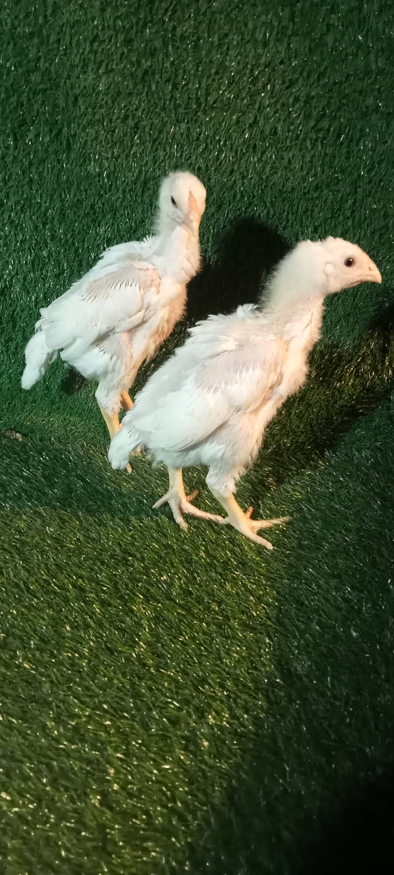 White Shamo Pair/Aseel Shamo chicks /king size/ pure /high quality hen 8