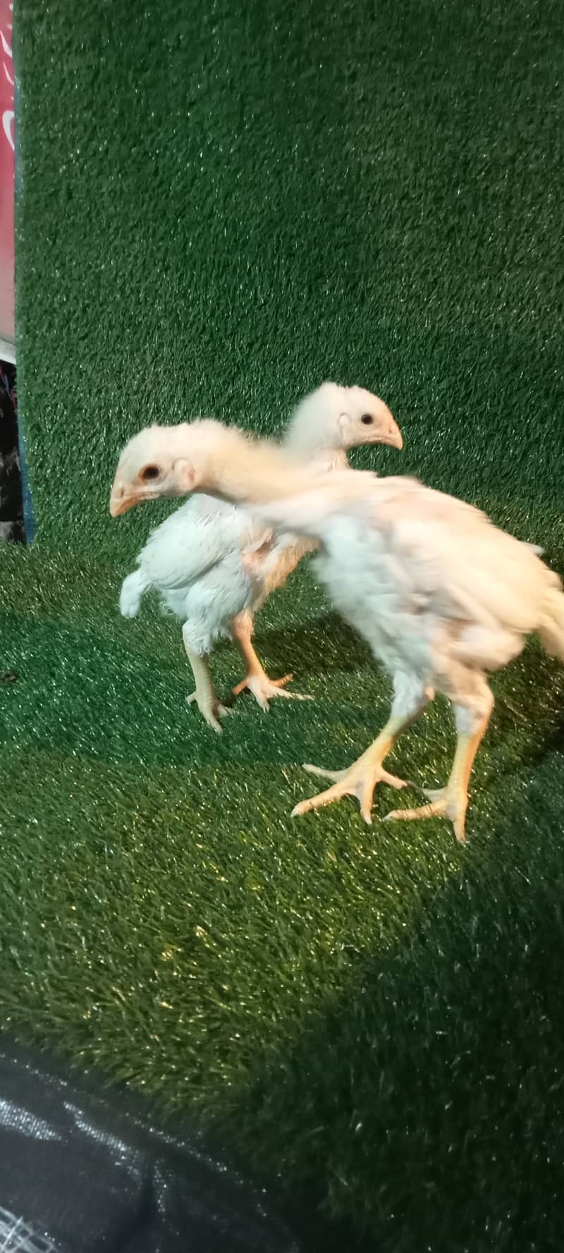 White Shamo Pair/Aseel Shamo chicks /king size/ pure /high quality hen 9