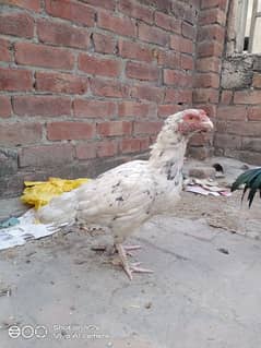 03254021020 puar amroha pair for sale old blood line