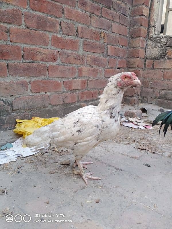 03254021020 puar amroha pair for sale old blood line 0