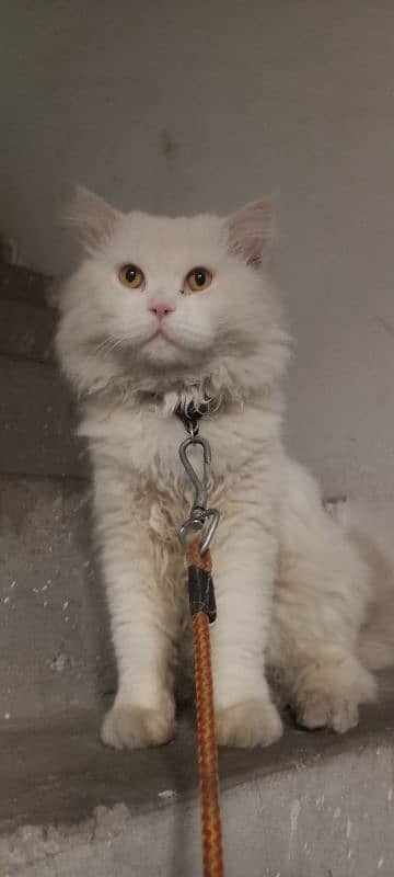 Persian cat 2