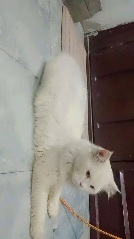 Persian cat 4