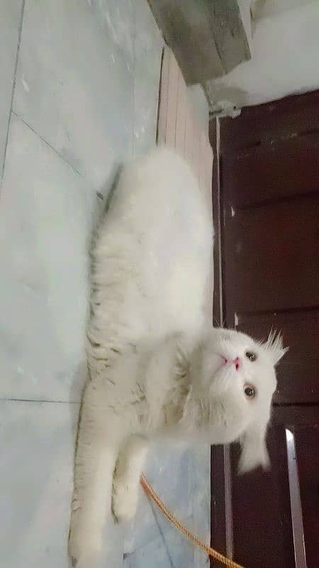 Persian cat 5