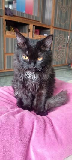 pure black female cat persian with yellow eyes