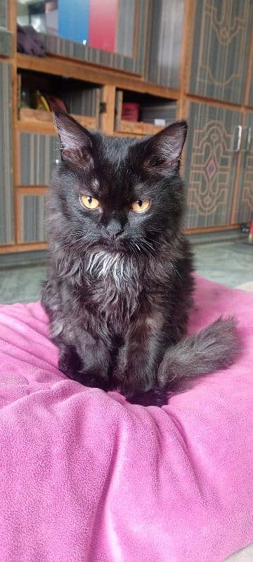 pure black female cat persian with yellow eyes 0