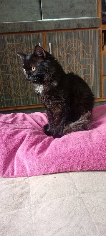 pure black female cat persian with yellow eyes 1