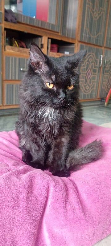 pure black female cat persian with yellow eyes 2