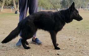 Black German Shepherd Female for Sale