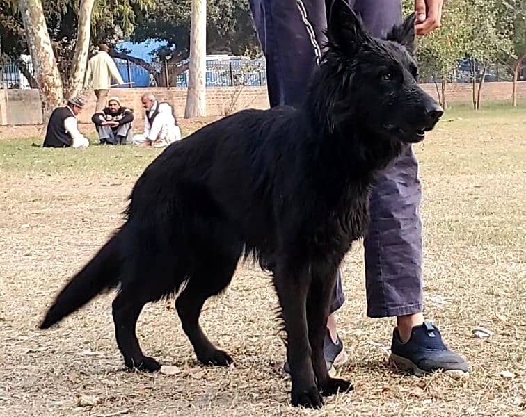 Black German Shepherd Female for Sale 1