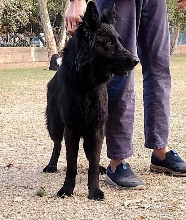 Black German Shepherd Female for Sale 2