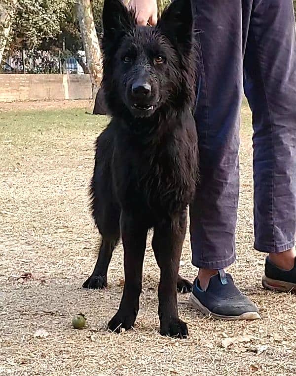 Black German Shepherd Female for Sale 3