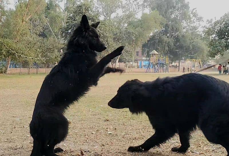 Black German Shepherd Female for Sale 4