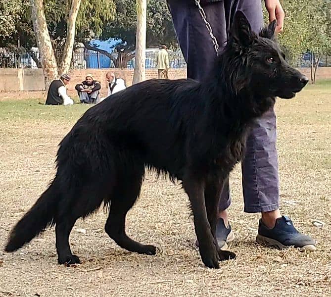 Black German Shepherd Female for Sale 5