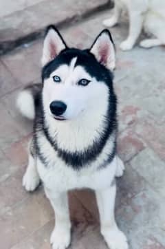 Siberian Husky