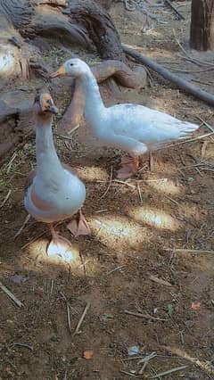 Pair of healthy ducks