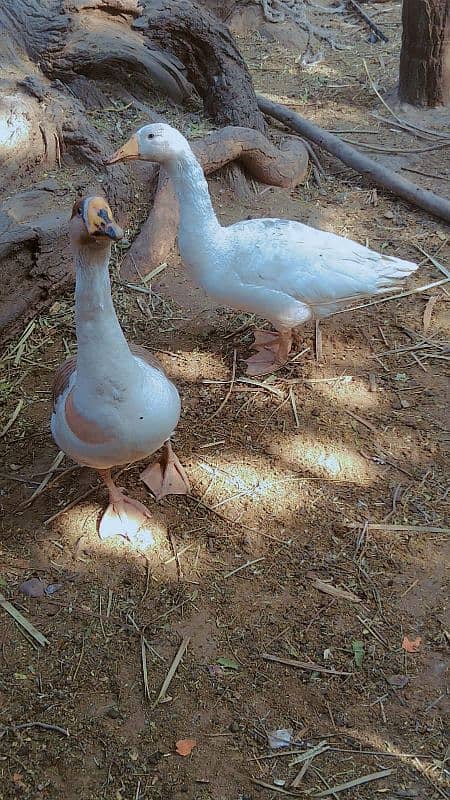 Pair of healthy ducks 0